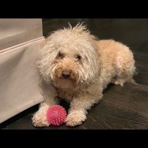 Meet your Posher, Dora